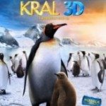 Penguen Kral